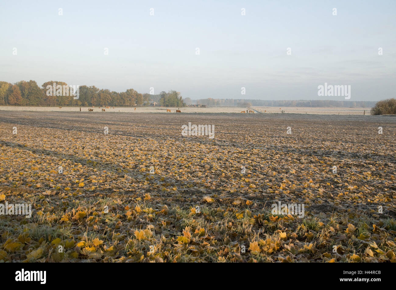 La Germania, il Land Brandeburgo, scenario di campo e di vacche, mattina tuning, autunno, scenario, campo, prato, campo, nebbia mattutina, nebbia, sunrise, animali, a vantaggio degli animali, cortexes, la corteccia pascolo, agricoltura, fogliame, autunno Fogliame, foglie, Foto Stock