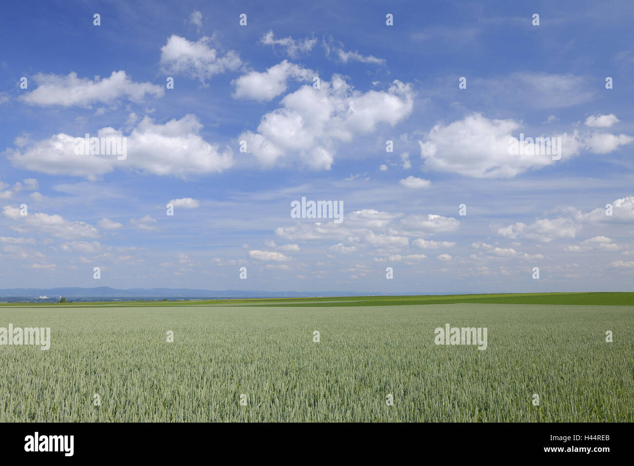 Germania, Rheinlandpfalz, granella-campo, frumento, inizio estate Foto Stock