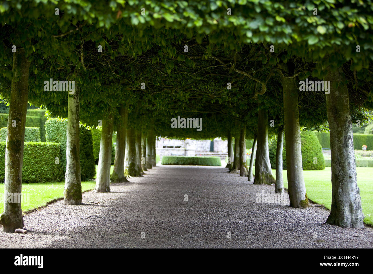 Gran Bretagna, Scozia, Angus, Glamis Castle, Italia giardino, avenue, Foto Stock