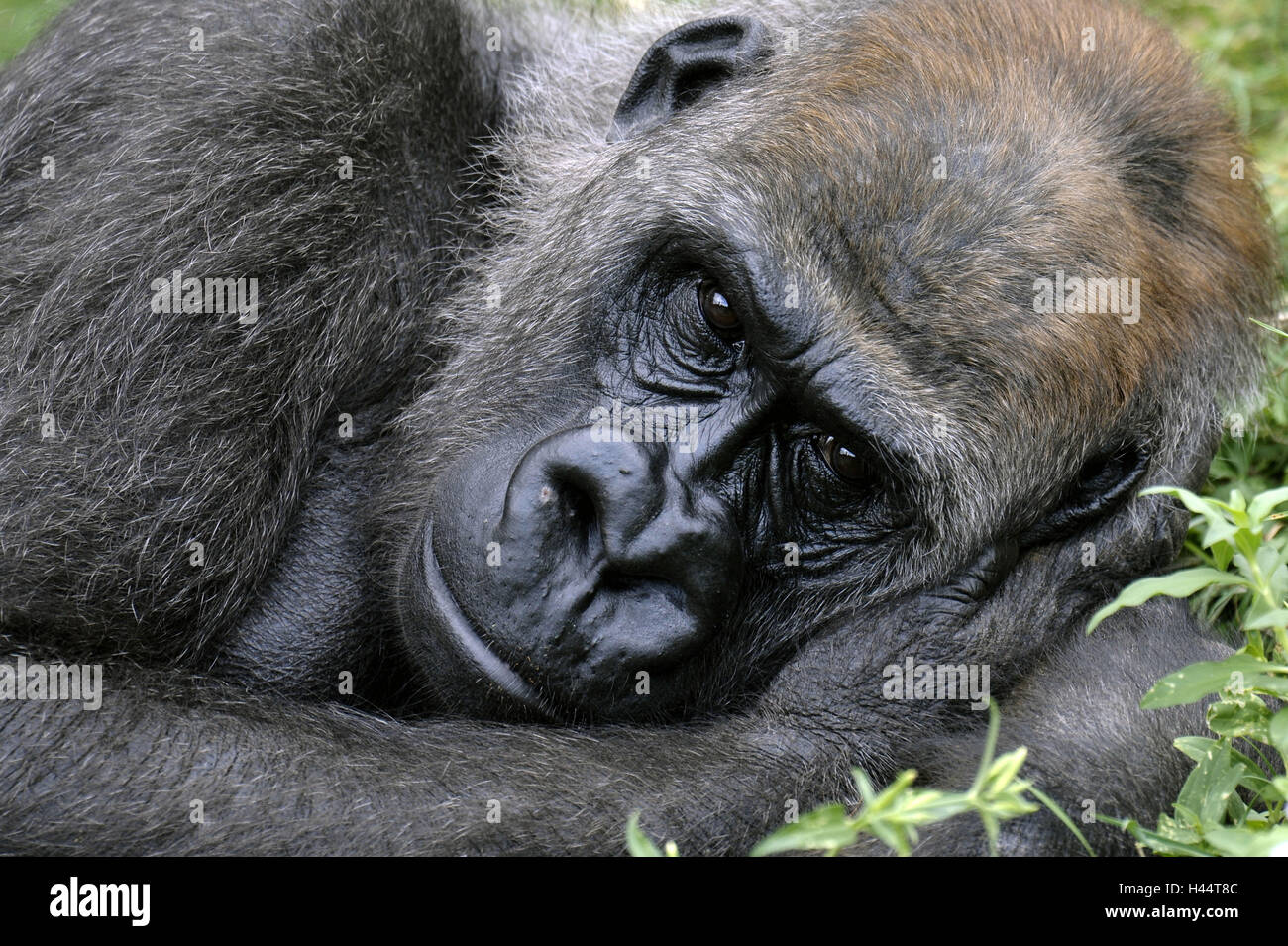 Pianura gorilla, gorilla, giacciono, ritratto, Foto Stock
