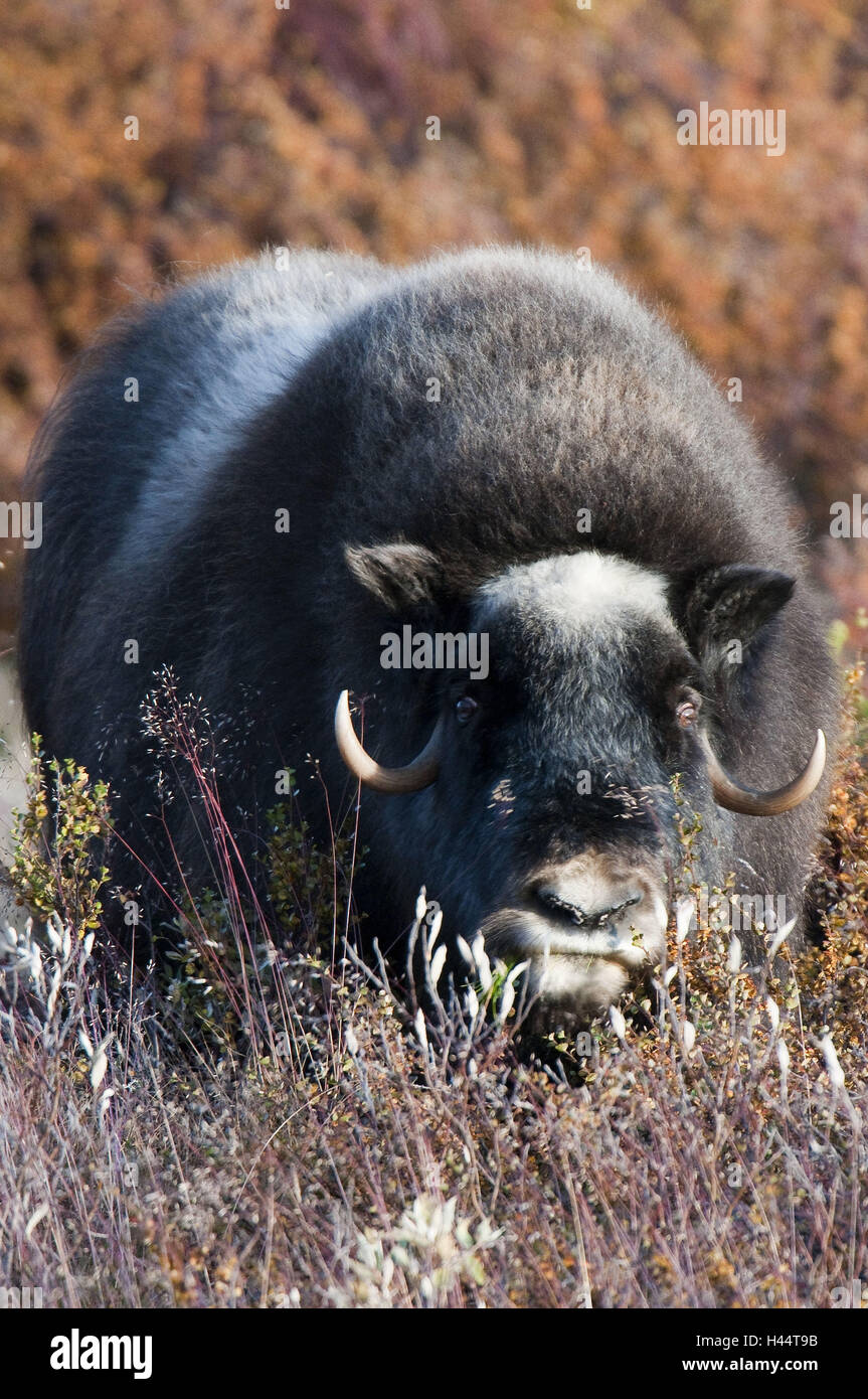 Musk ox, Ovibos moschatus, Norvegia, Dovrefjell, autunno, mucca, Foto Stock