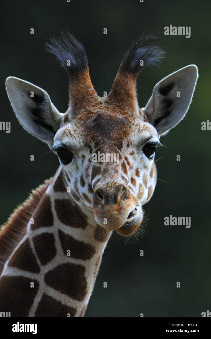 Rete, giraffa Giraffa camelopardalis reticulata, ritratto, Foto Stock