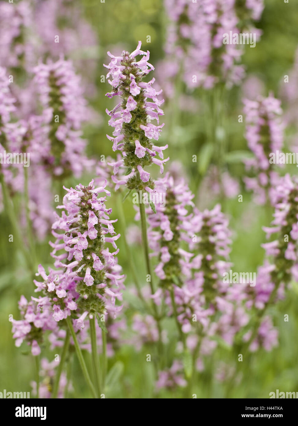 Heil-Ziest, carciofo cinese officinalis, dettaglio blossoms, menta, famiglia Lippenblütler, Flohblume, sacerdote fiore, Cog, erbe Zehrkraut, erbe e piante medicinali, piante, fiori, piante medicinali, periodo bloom, blossom, natura Foto Stock