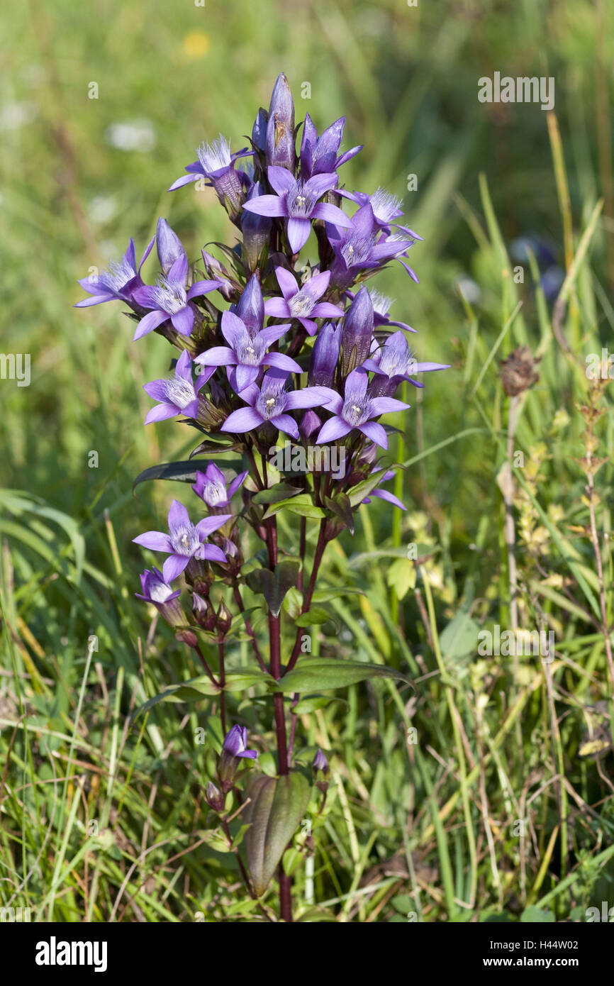 Chiltern genziana, Gentianella, germanica, impianti di genziana, rim genziane, fiore, blossom, Tedesco, genziana, impianti di genziana, filettatura genziana, Gentianella germanica, vivendo in Tann, rim genziane, Svevo incubo, blossom, Foto Stock