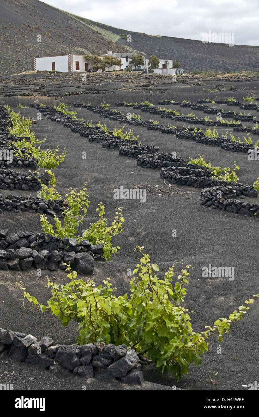 Spagna isole canarie Lanzarote La Geria, viticoltura, vigne, vulcano paesaggi, Foto Stock
