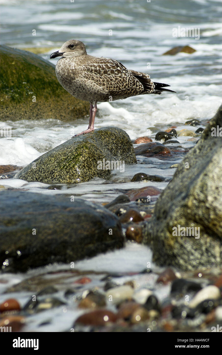 Gabbiano argento, pietra, Larus argentatus, giovane uccello, Foto Stock