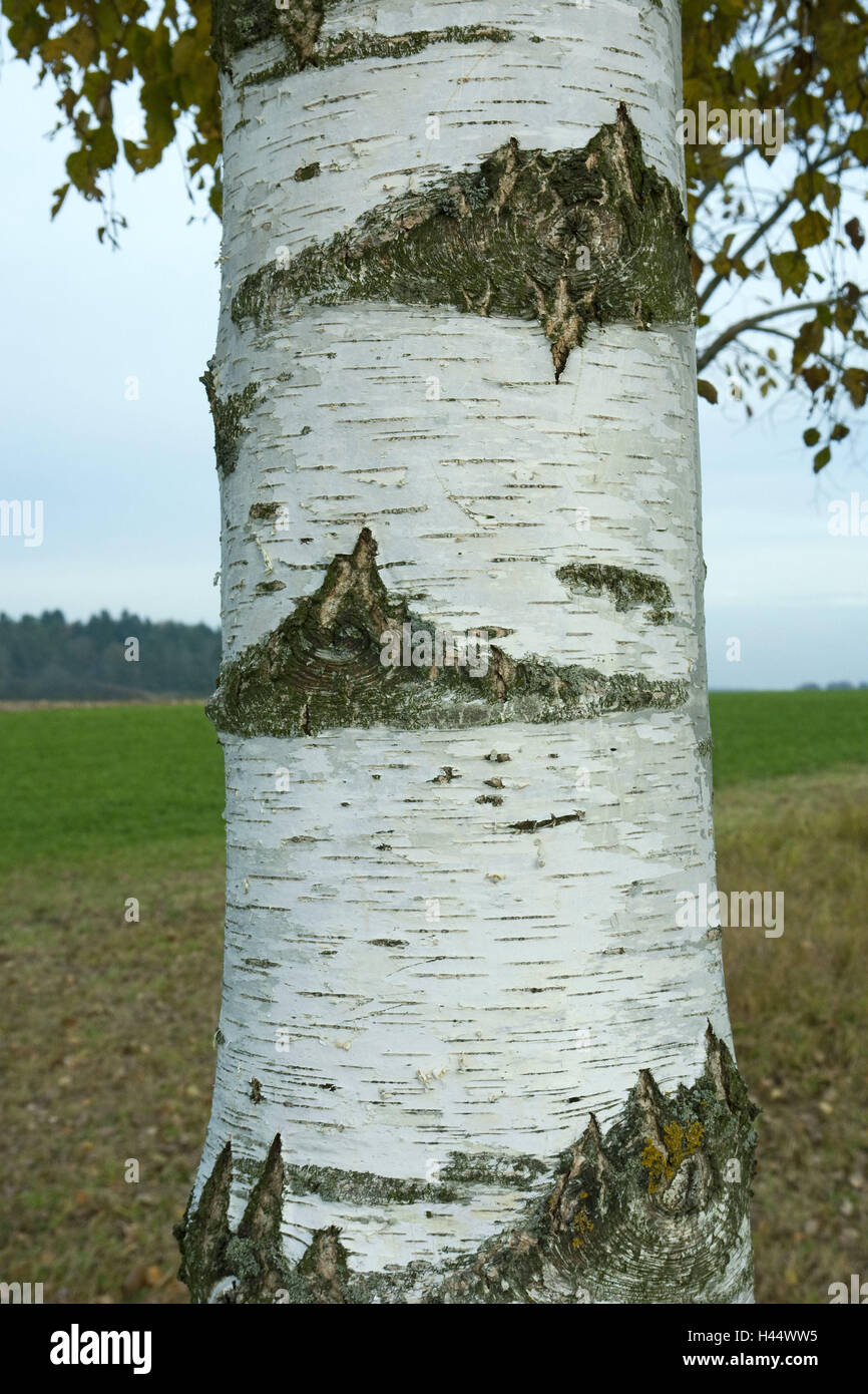 Argento betulle, corteccia di albero, dettaglio, corteccia, sapere, betulla, la crosta, linee, fasci di linee, albero, Weißrindige, Foto Stock