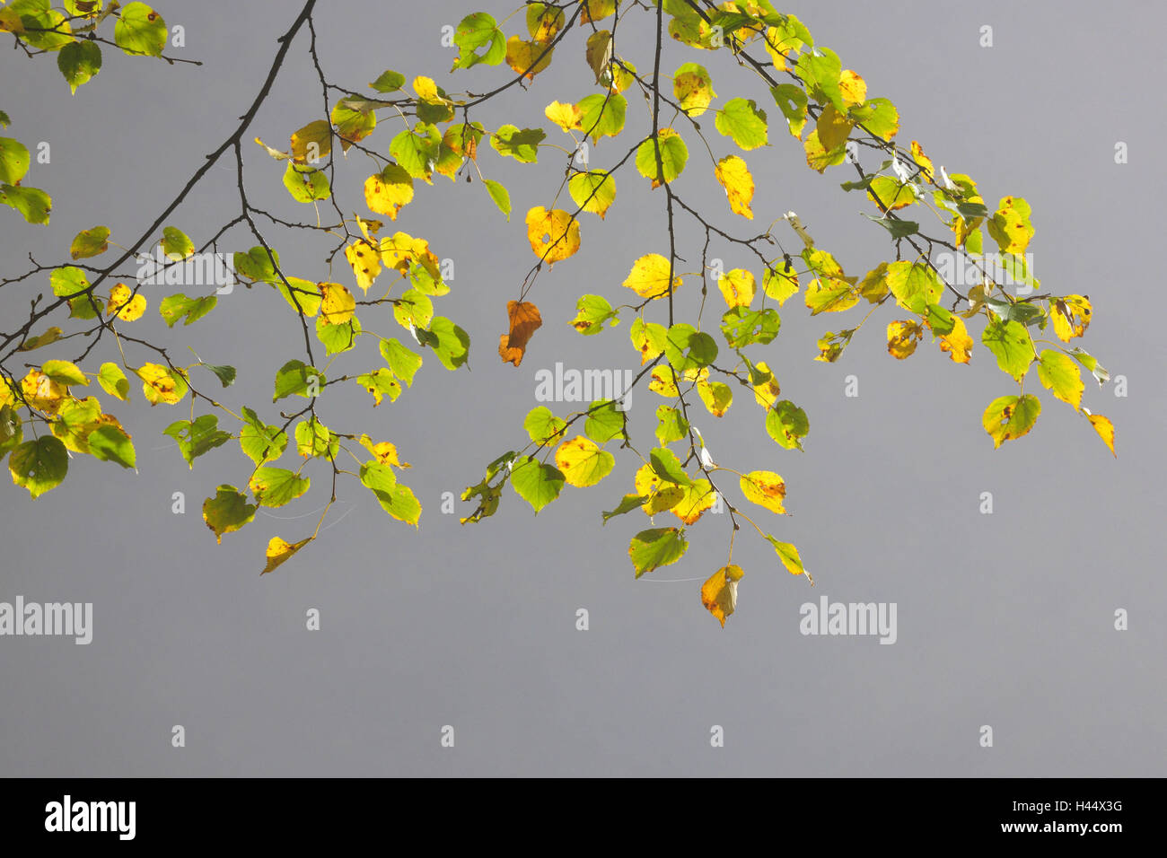 Estate tiglio, Tilia platyphyllos, ramo, foglie, Foto Stock