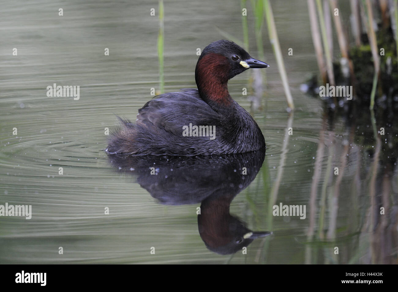 La nana subacqueo, Tachybaptus ruficollis, Foto Stock