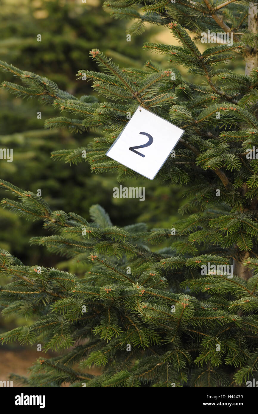 Numerate da albero di Natale, Foto Stock