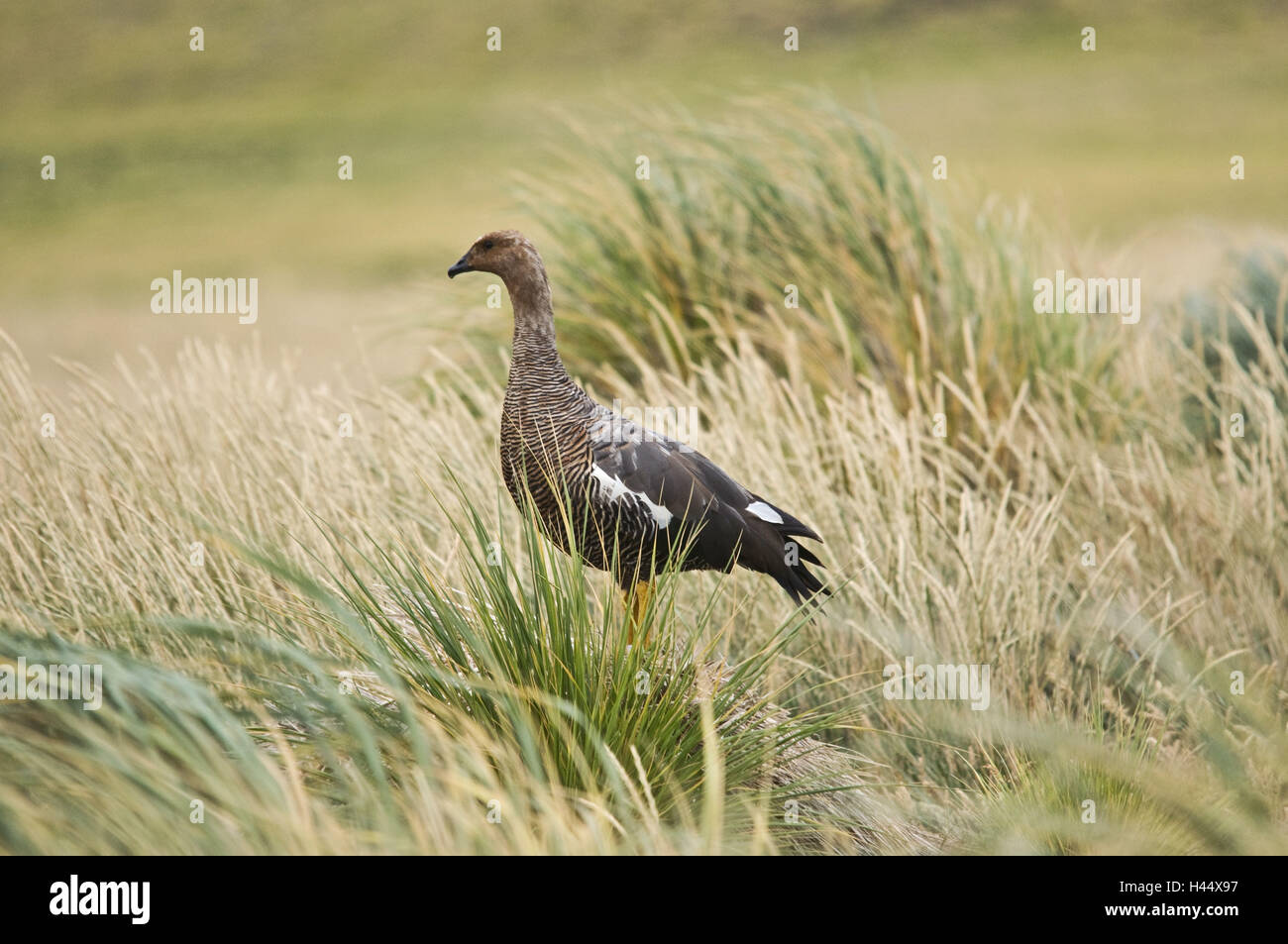 Gran Bretagna, Isole Falkland, Nuova Islanda, Chloephaga picta, oca di Magellano, femmina, Bültgras, Foto Stock