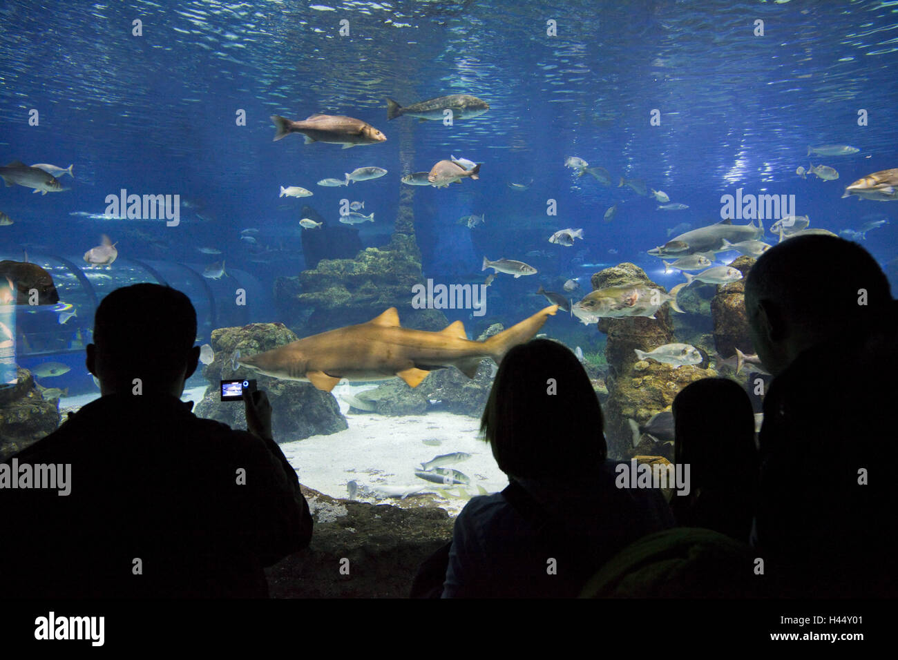 In Spagna, in Catalogna, Barcellona, acquario e pesci, lastra di vetro, silhouette, persone Foto Stock