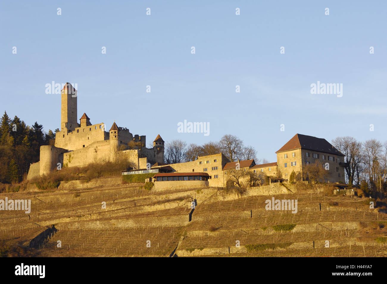 Germania, Baden-Württemberg, alle camere del Neckar, Castello Horn Mountain, vigneti, sera, cielo blu, Valle del Neckar, montagna, calcare Burgenstrasse, collina, hill, castello, altezza castello, castello, fortezza, rovina, pietra rovina, ristorante, edificio, hotel, torri, esterno, struttura, metodo di costruzione, quarrystone, cultura, luogo di interesse, destinazione, regione vinicola, viticoltura, area vitivinicola, agricoltura, stagione primavera, turismo, luce solare atmosfera serale, deserte, Foto Stock