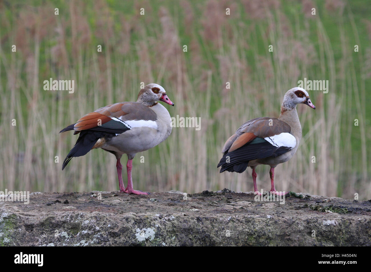 Oche del Nilo, Alopochen aegyptiacus, due animali selvatici, uccelli, Germania, oche, rive dello stagno, rive, interi corpi, metà oche, Foto Stock