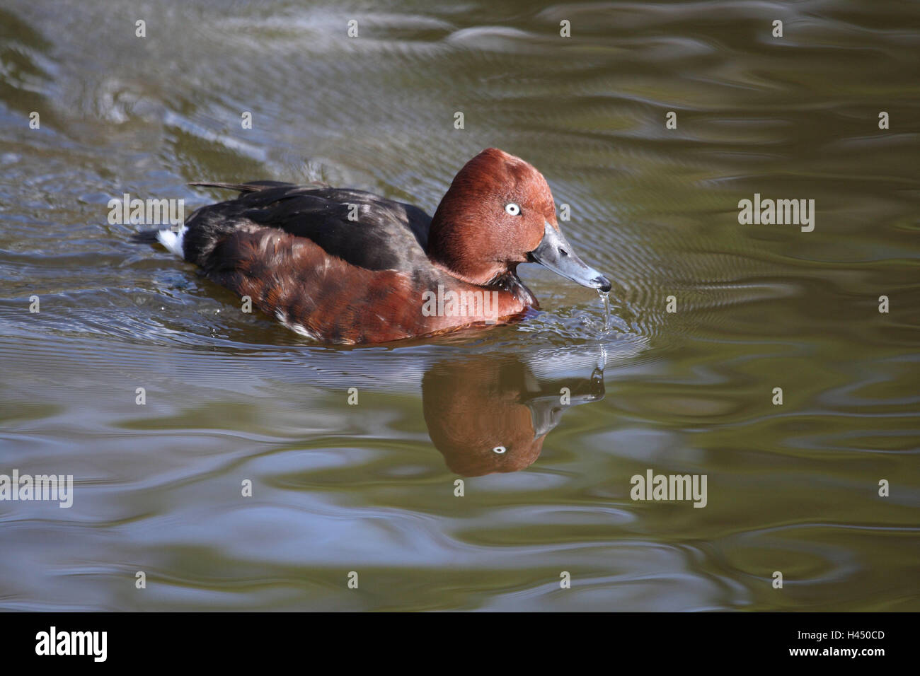Moore's Duck, Aythya nyroca, acqua, nuoto, anatra, bird, Germania, acqua, Stagno, lago, acque, animale selvatico, animale, Foto Stock