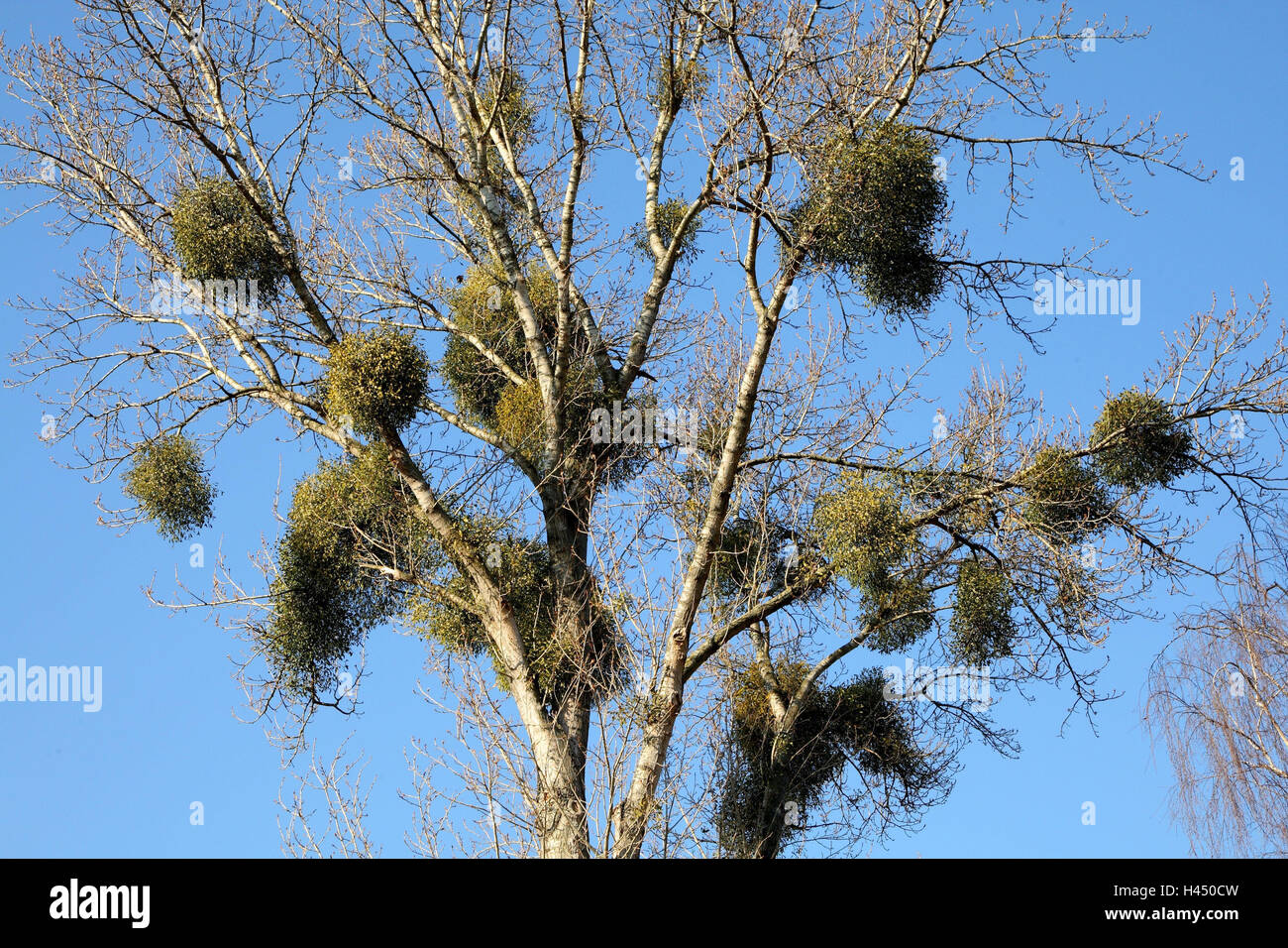 Il pioppo, calvo, mistletoes, dettaglio, natura, piante, albero, latifoglie, rami, Germania, vischio pianta, pianta parassita, sempreverdi, hardwood vischio, metà parassita, Foto Stock