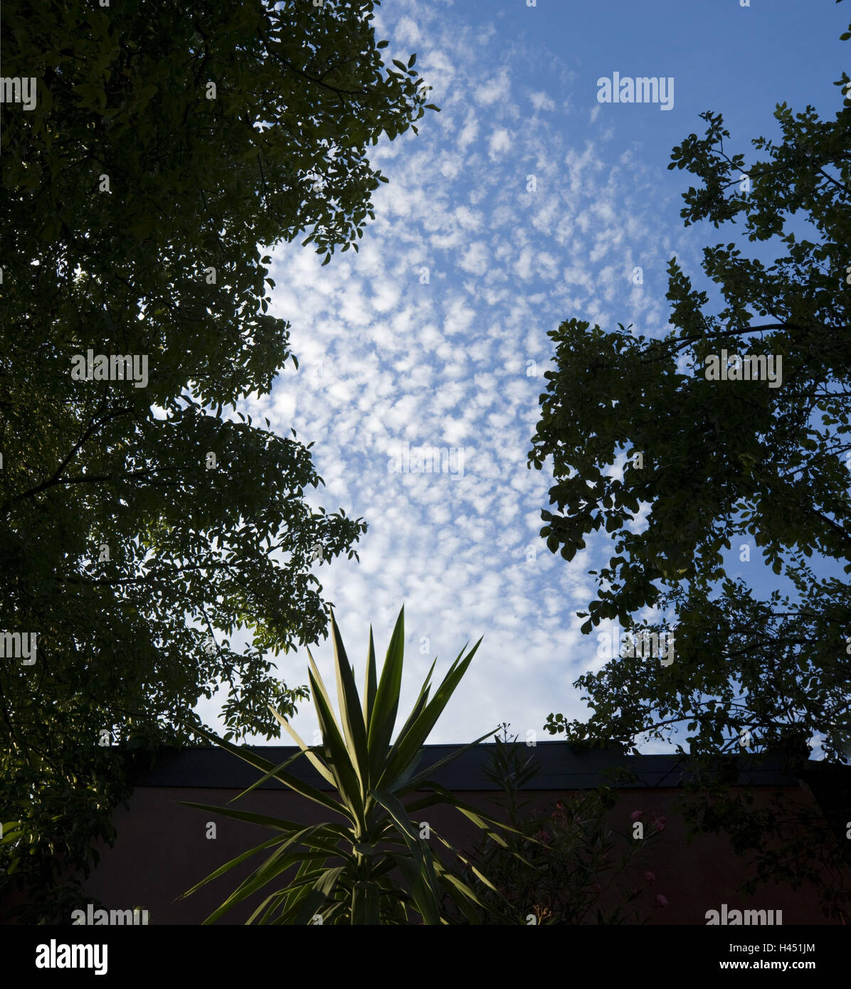 Giardino, yucca palm, le latifoglie, cielo nuvoloso, luce posteriore, Foto Stock