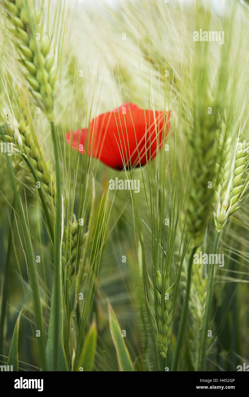 Campo di grano, orecchie, semi di papavero, dettaglio Foto Stock