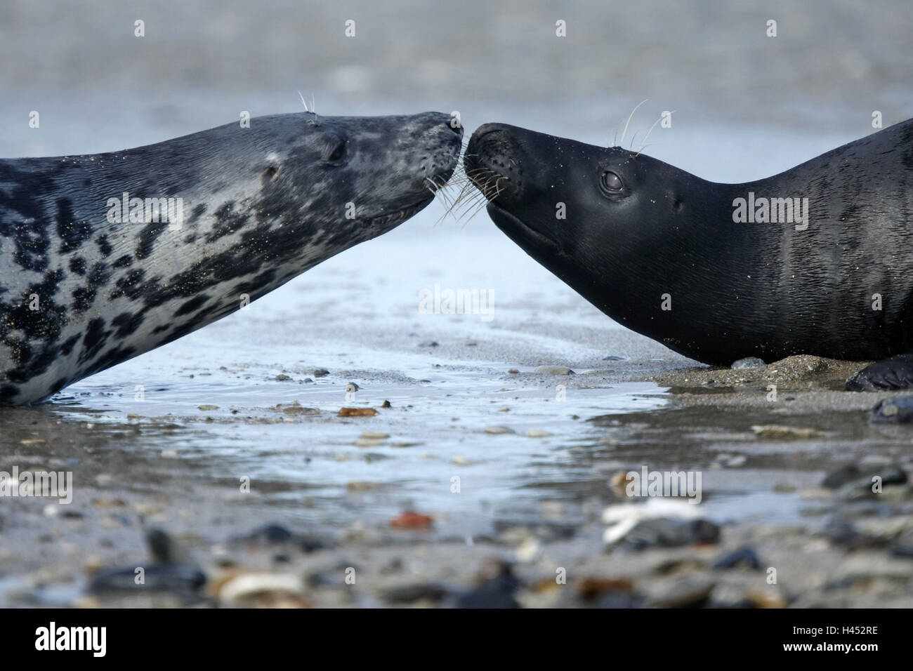 Cono-guarnizioni, Halichoerus grypus, spiaggia, close-up Foto Stock