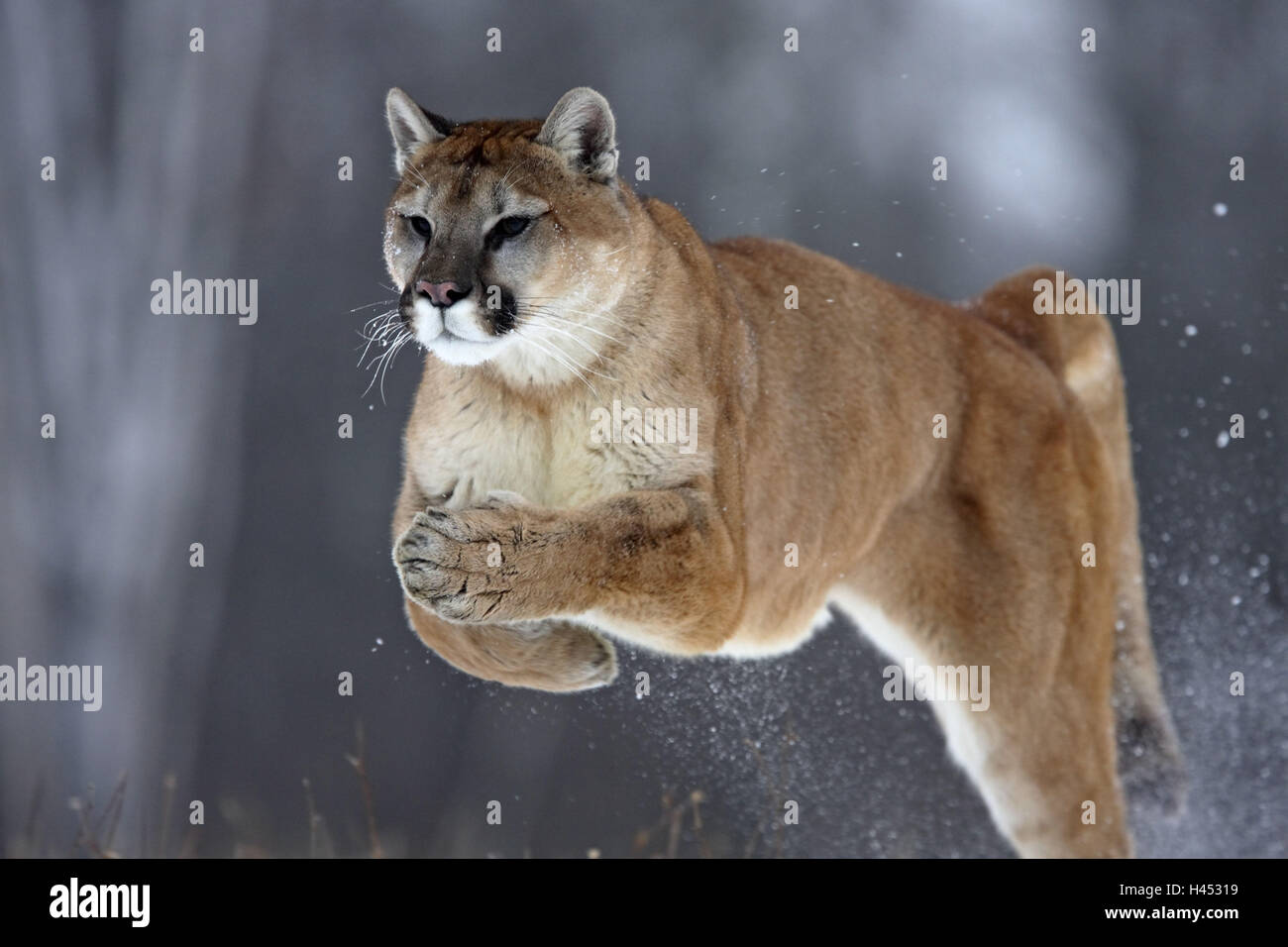 Puma, Profelis concolor, jump, dynamics, Foto Stock