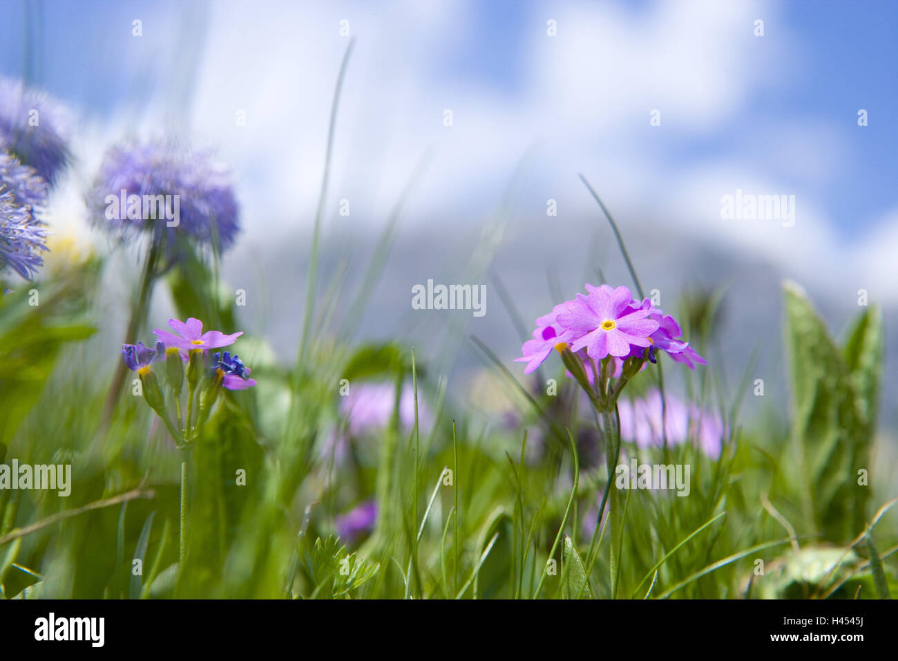 Pascoli di montagna, fiori alpini bird's-eye primrose, globe daisy, vicino, Foto Stock