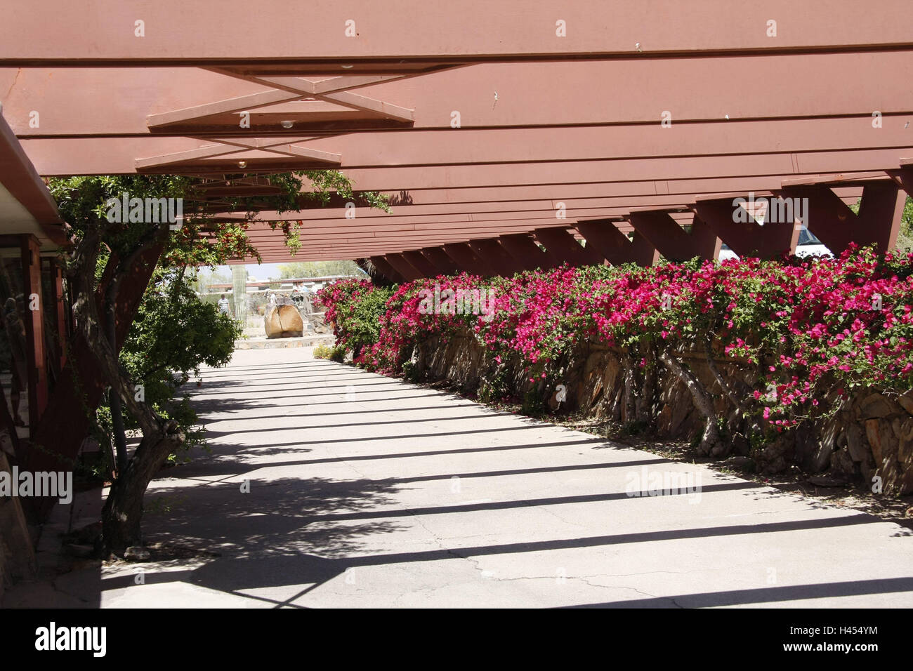 Gli Stati Uniti, Arizona, Scottsdale, Taliesin west, giardino, pergola, dettaglio, Nord America, destinazione, luogo di interesse, cultura, edificio, casa, fuori, piante, deserte, trimestri invernali, architettura, soleggiato, travi, fioriture, rosso, bougainvillaea, Foto Stock