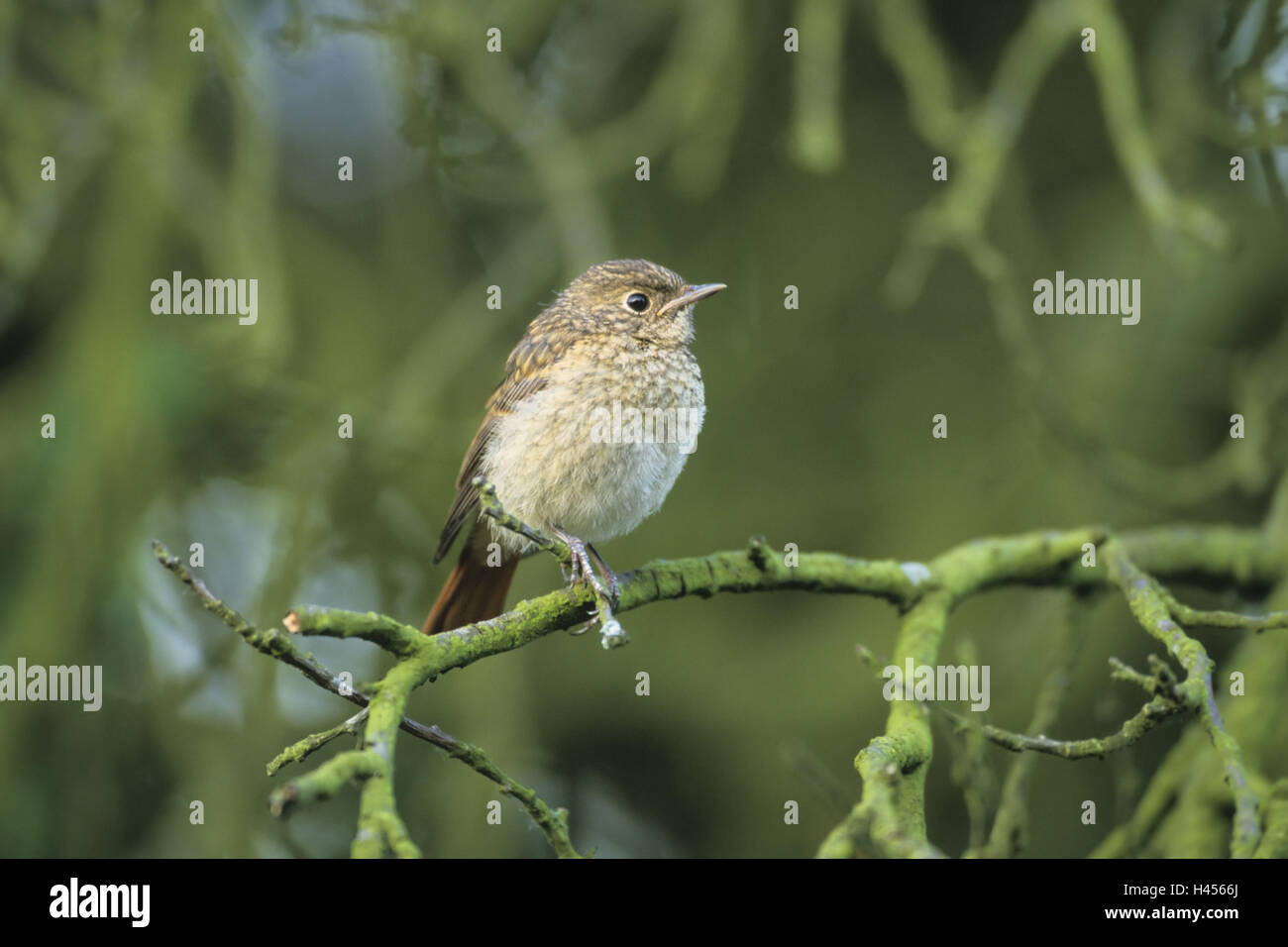 , Redstart Phoenicurus phoenicurus, giovane bird, albero, appollaiate, Foto Stock