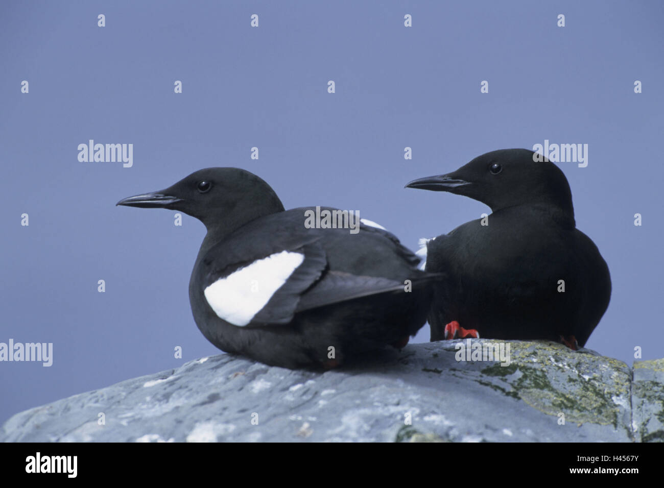 Nero guillemots, Cepphus grylle, giovane, rock, seduta, Foto Stock