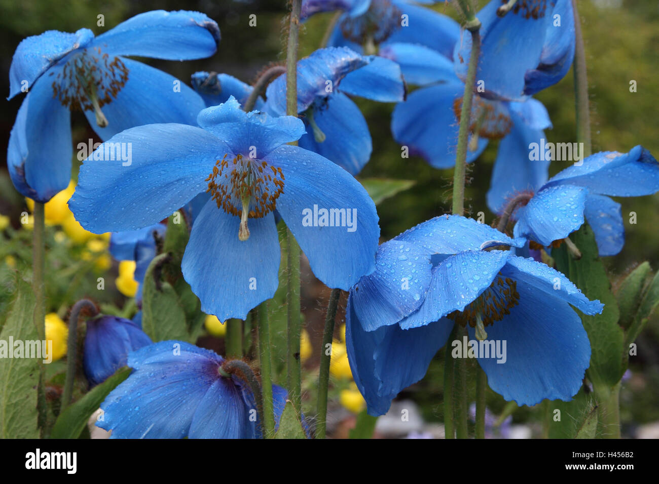 Papaveri, blu semi di papavero, Foto Stock