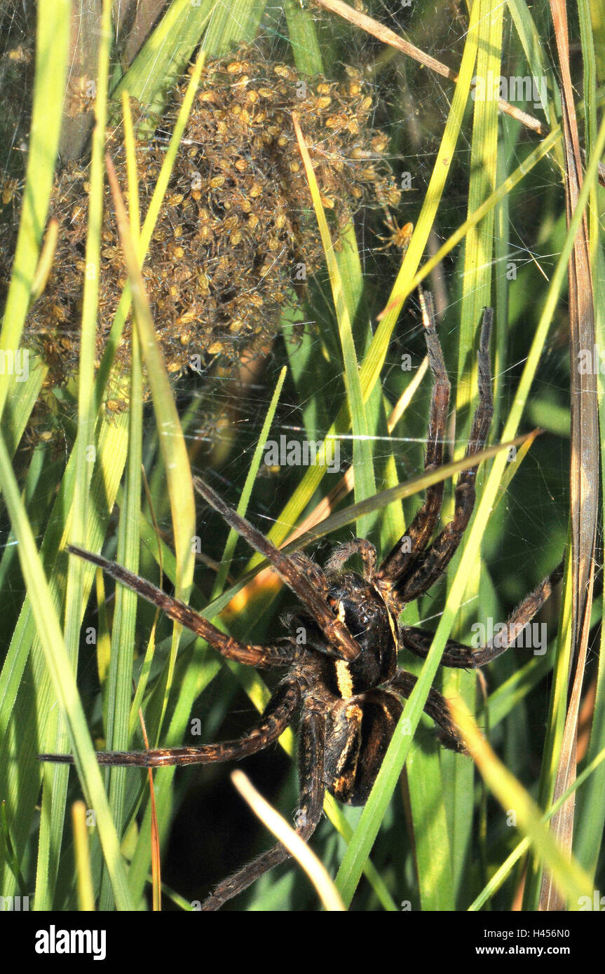 Caccia Gerandete spider, nido, brood, boy, appena scivolato, Foto Stock