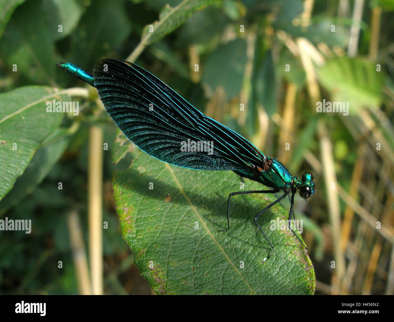 Ala Blu splendore dragonfly, posizione neutrale, foglie, Foto Stock