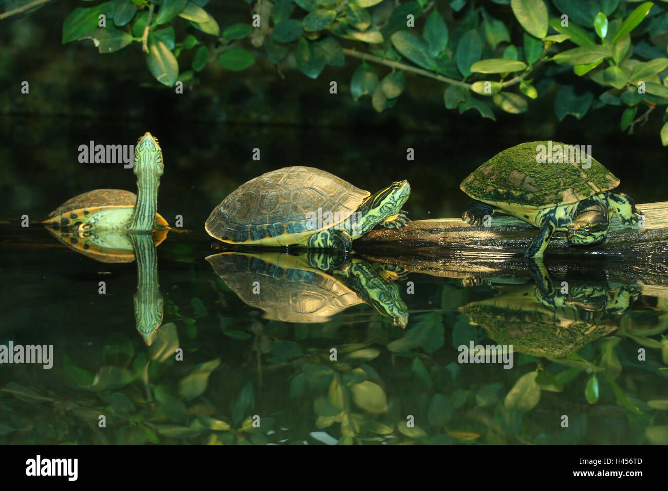 Guance giallo-gioielli tartarughe Chrysemys scripta scripta, Foto Stock