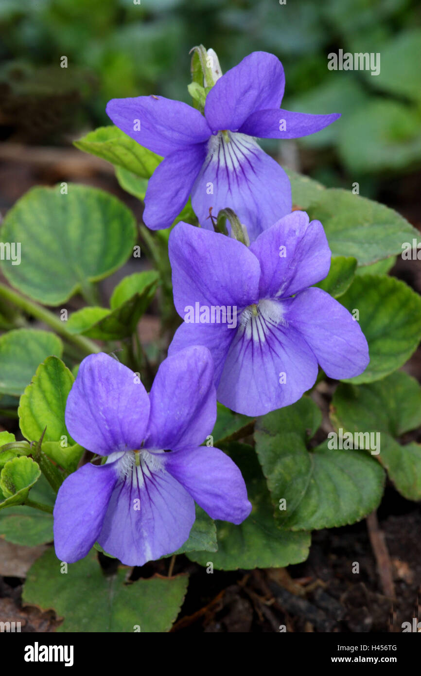 Marzo violette, viola odorata, Foto Stock