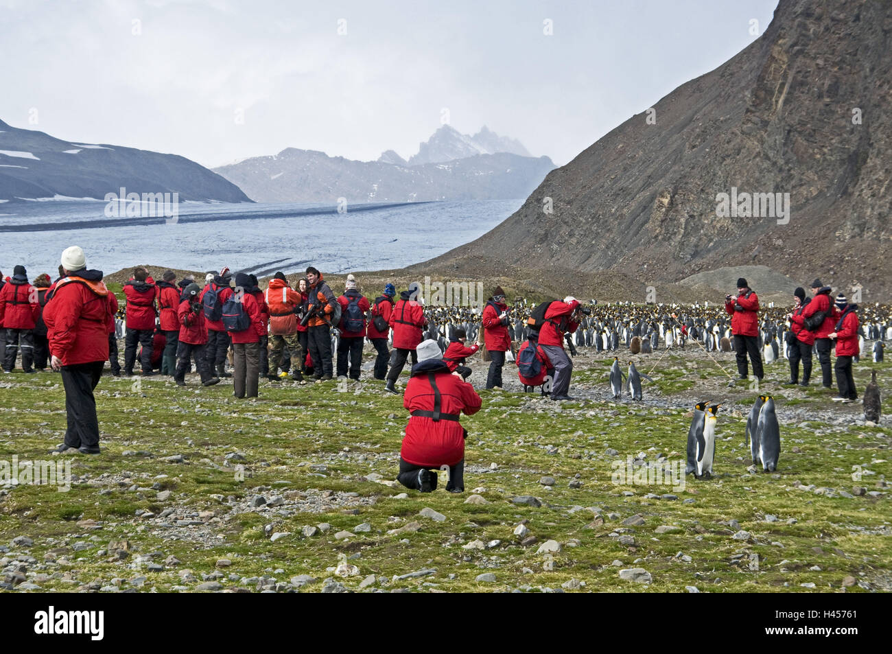 Georgia del Sud, Fortuna-Bay, re dei pinguini, Aptenodytes patagonicus, scenario, turisti, Foto Stock