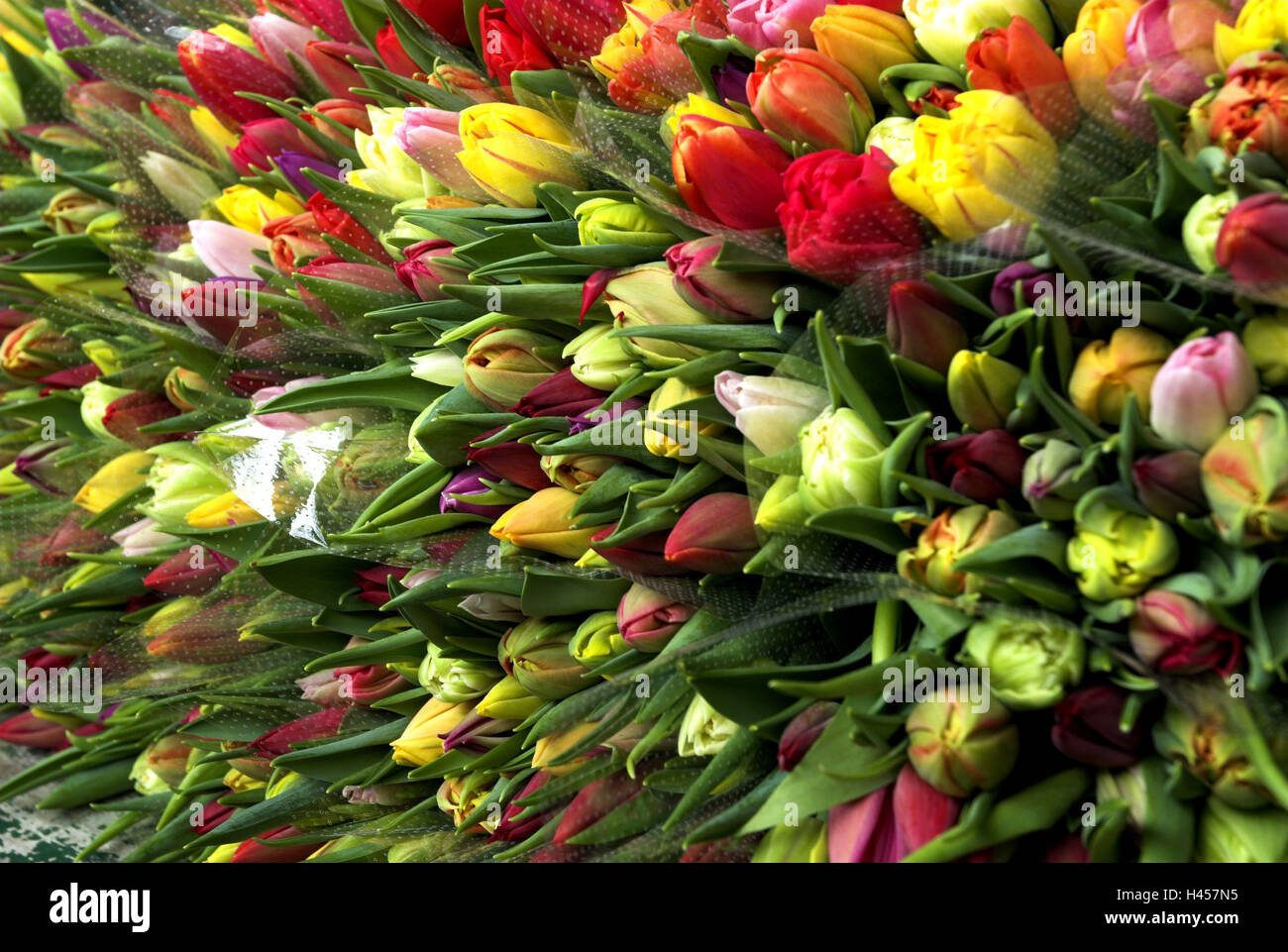 Stallo del mercato, i tulipani, Foto Stock