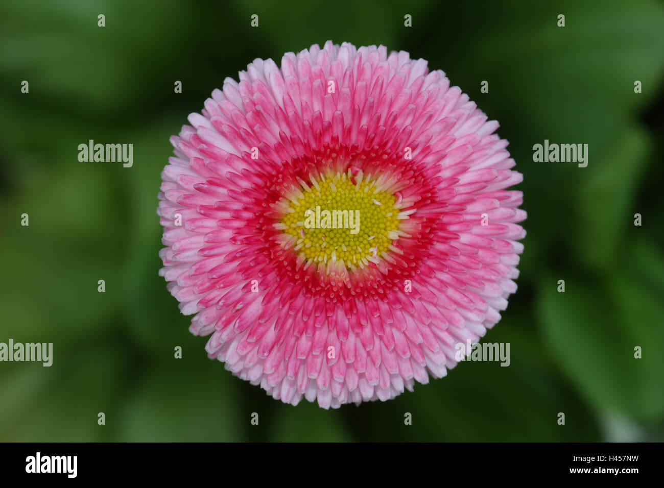 Bellis, Daisy, Bellis perennis, Foto Stock