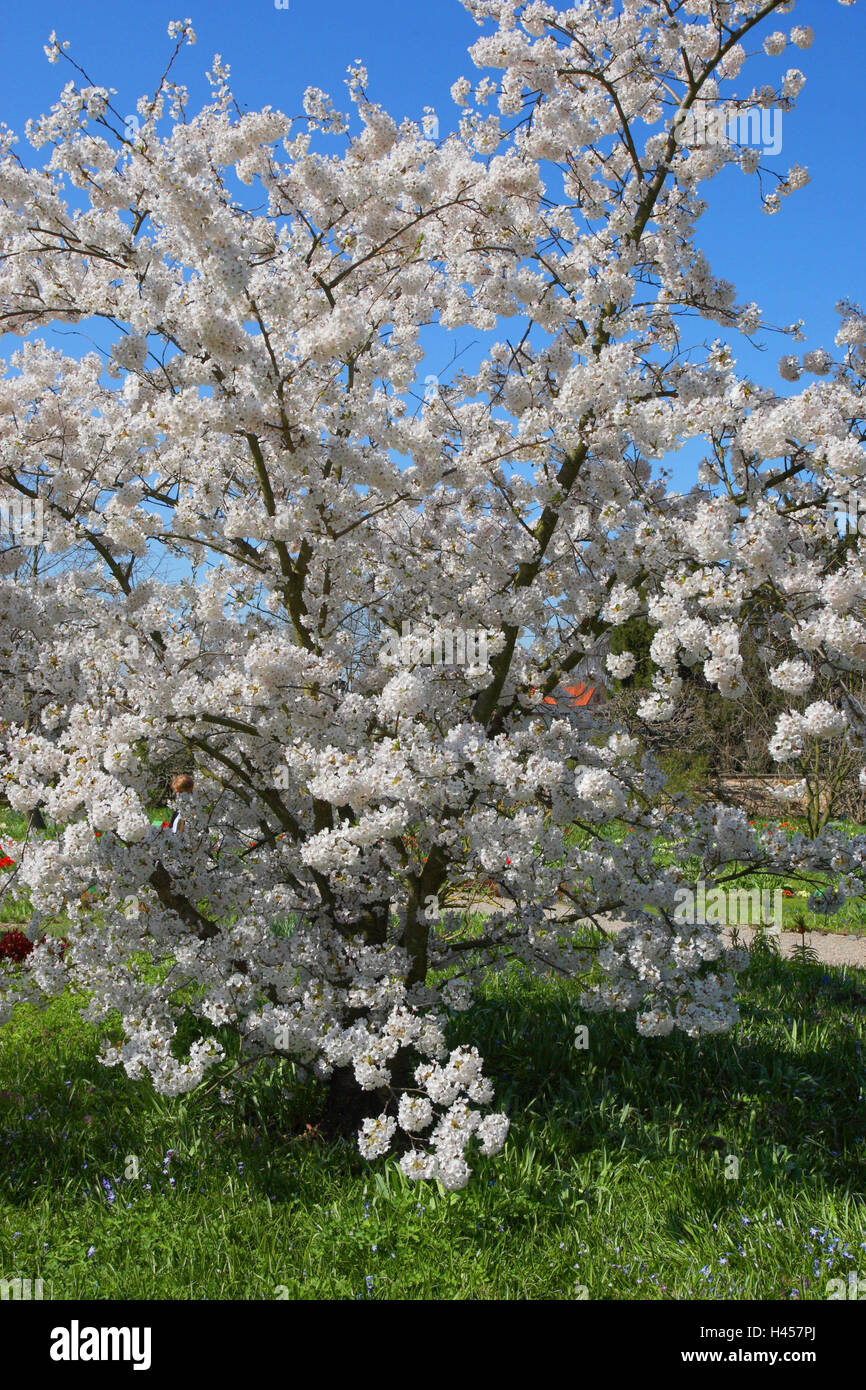 Fiore di Ciliegio, Yoshino ciliegia, Prunus yedoensis x, Foto Stock