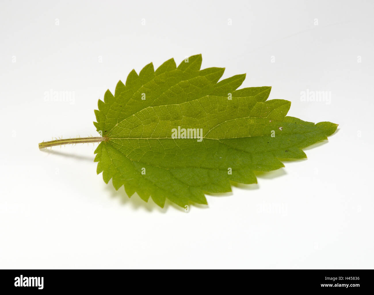Ortica foglie, Foto Stock