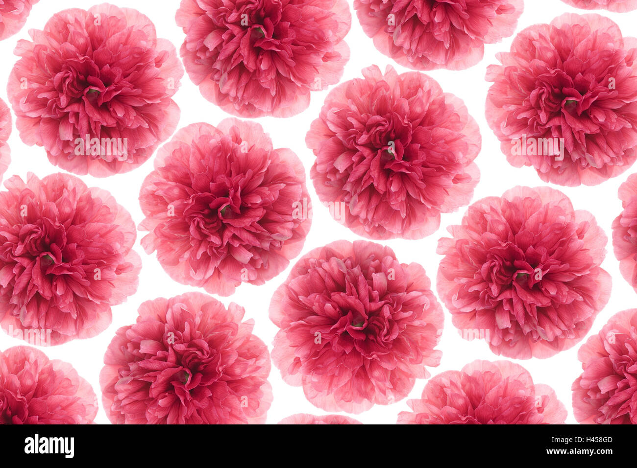 Le peonie, fiorisce, rosso, dal di sopra, Foto Stock