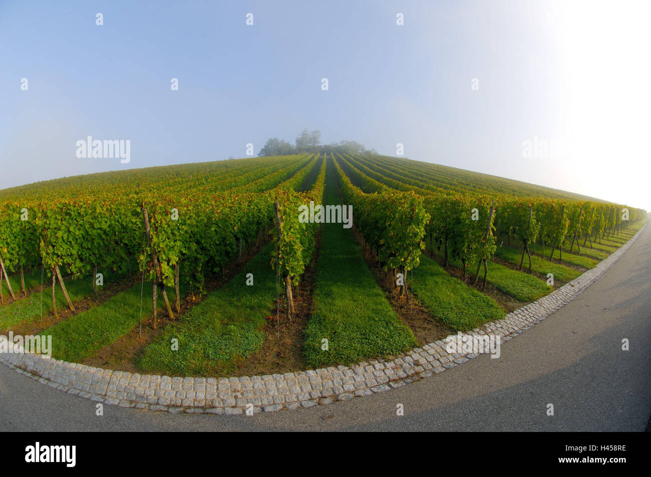 Colline, street, vigneto, fisheye,, Foto Stock