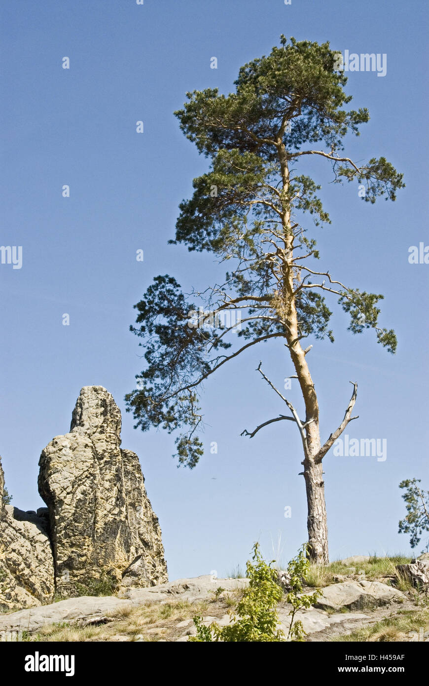 Germania, Sassonia-Anhalt, Harz contrafforti montuosi, Blankenburg, Timmenrode, devil's muraglia difensiva, formazione di roccia "Amburgo stemma', della mascella, Foto Stock