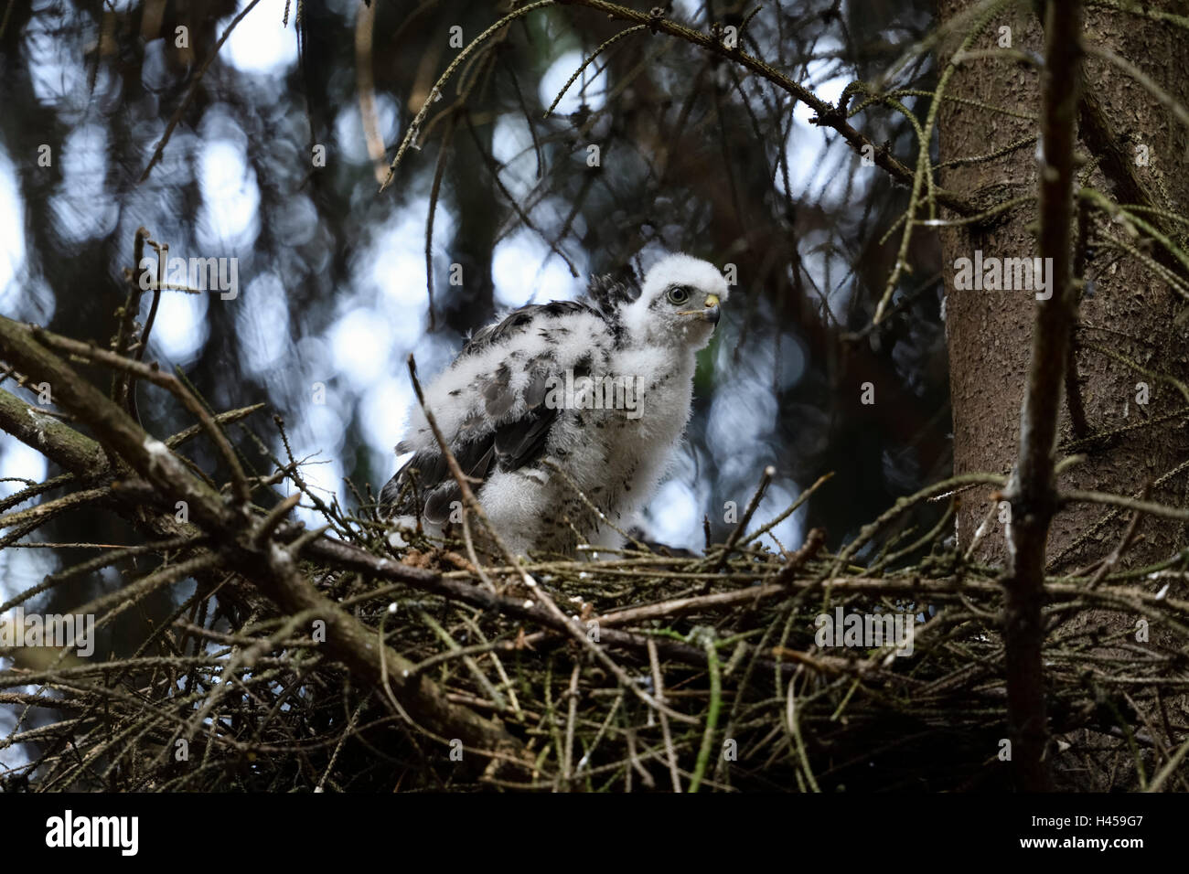 Sparrowhawk / Sperber ( Accipiter nisus ), giovane rapace, quasi a tutti gli effetti, seduto nel suo nido in un abete rosso, fauna selvatica, Europa. Foto Stock