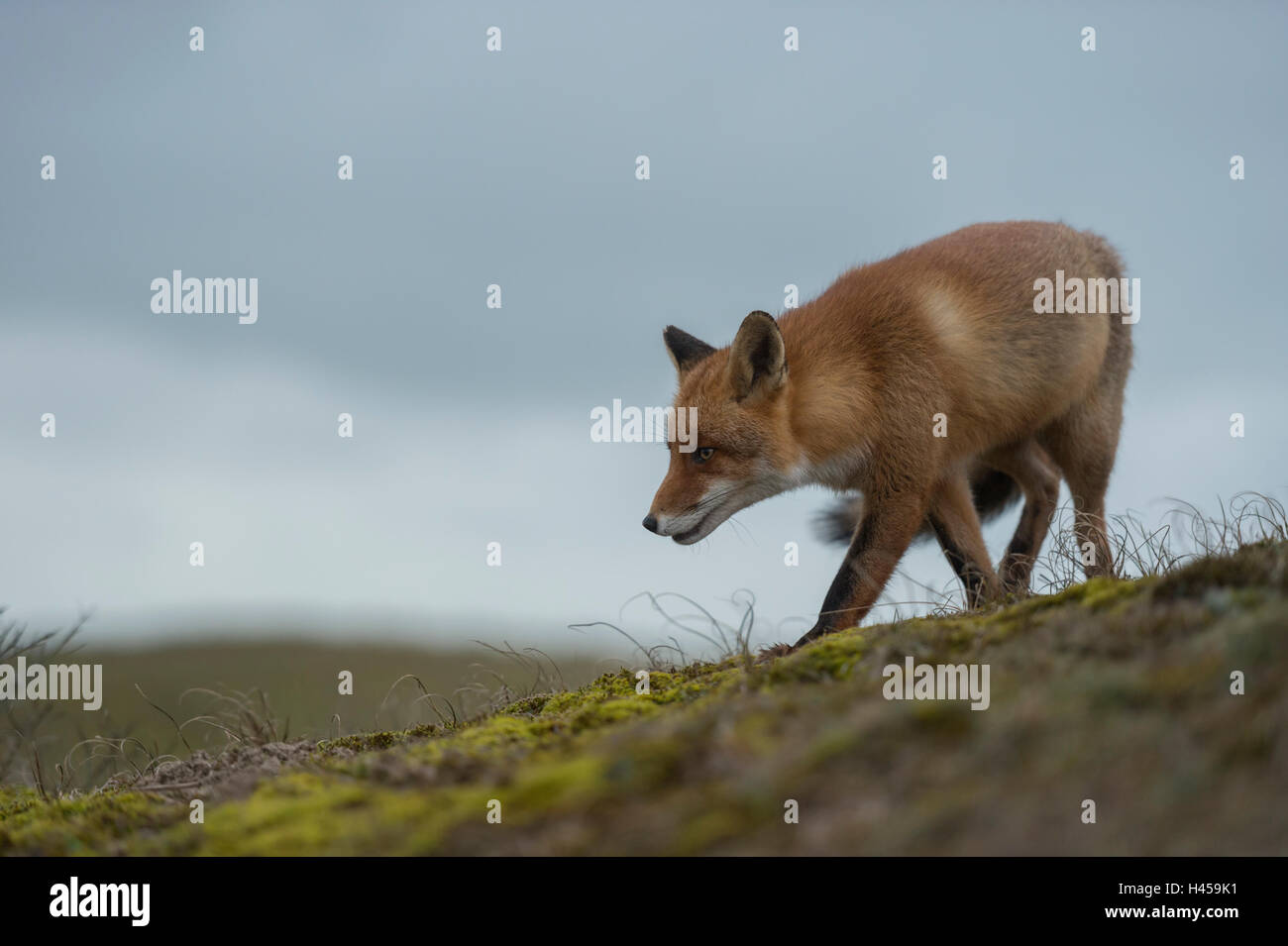 Red Fox / Rotfuchs ( Vulpes vulpes ) caccia in terra aperta, sulla cima di una collina, contro il cielo nuvoloso, ultima luce. Foto Stock