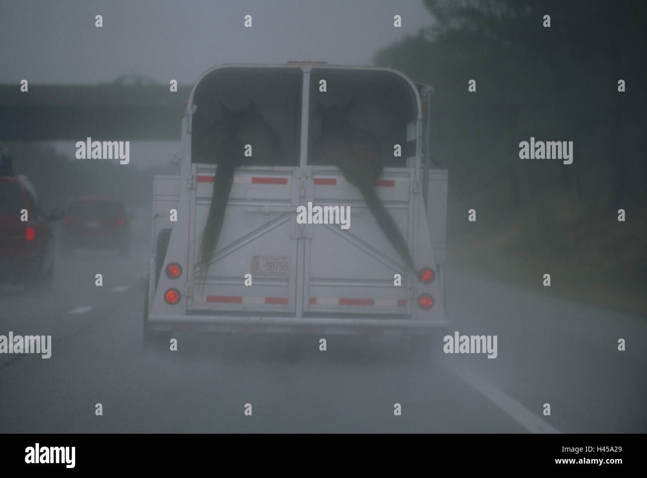 Gli Stati Uniti, Virginia Interstate 95, traffico, cavallo di rimorchio, in vista posteriore, pioggia, Nord America, street, autostrada, traffico, automobili, appendiabiti, horse's grucce, rimorchi, animali, trasporti, cavalli, code, horse's tails, pioggia meteo, bagnato, Foto Stock