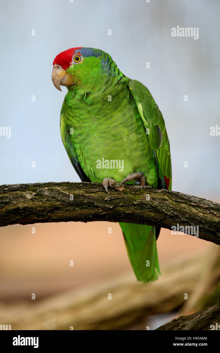 Guancia verde amazzonia, Amazona viridigenalis, diramazione Foto Stock