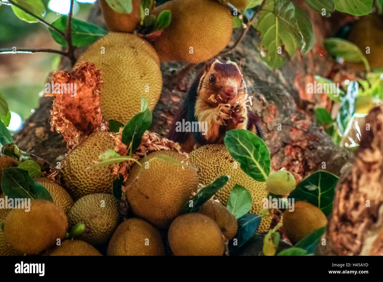 Malabar scoiattolo gigante di mangiare un jackfruit seduto su un albero nel Parco Nazionale del Periyar in India Foto Stock