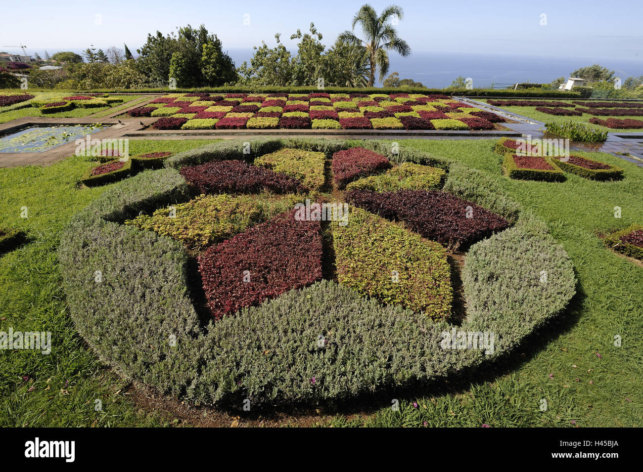 Il Portogallo, isola di Madera, Funchal, giardino botanico, arbusti ornamentali, Foto Stock