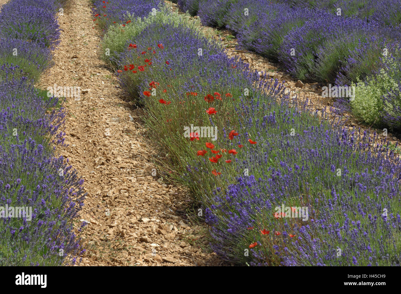 Campo di lavanda, battete i semi di papavero, fiorisce, della Francia, in Provenza Sault, Foto Stock