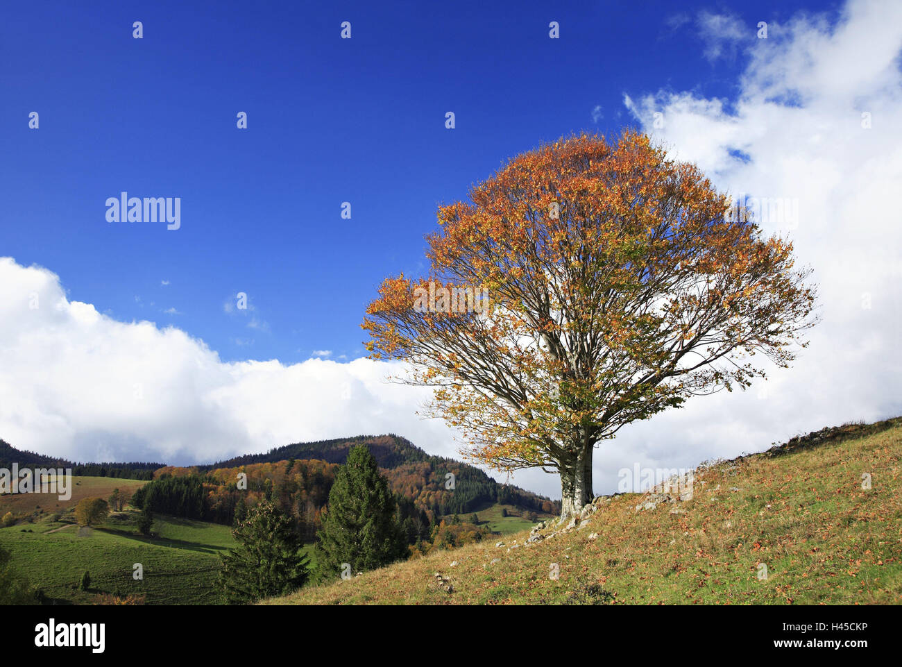 Germania, Foresta Nera, hill, prato, rame, faggio Fagus sylvatica, autunno Foto Stock