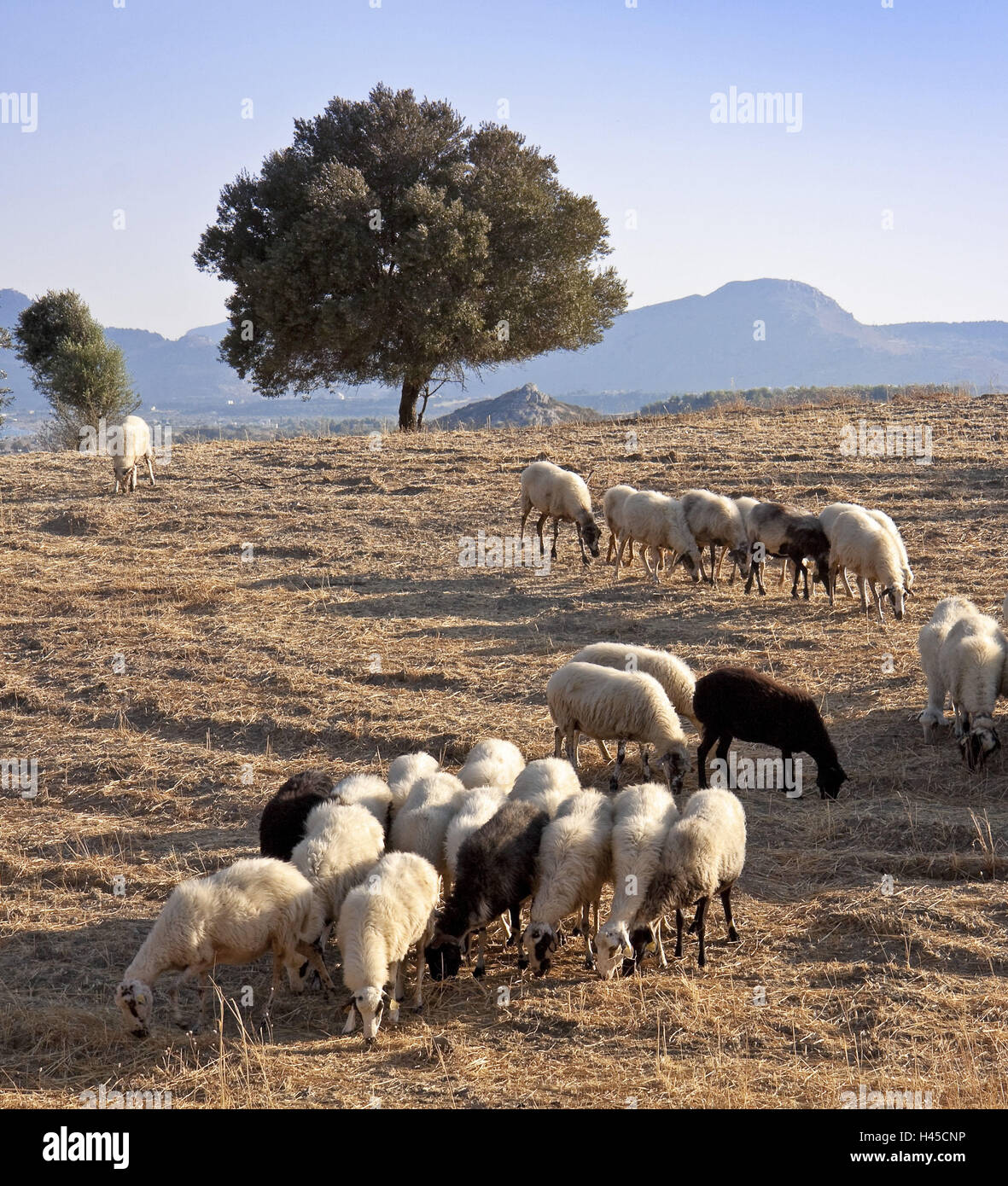 Europa, Europa meridionale, la Grecia, l' Isola di Rodi, East Coast, pecore al pascolo, Foto Stock